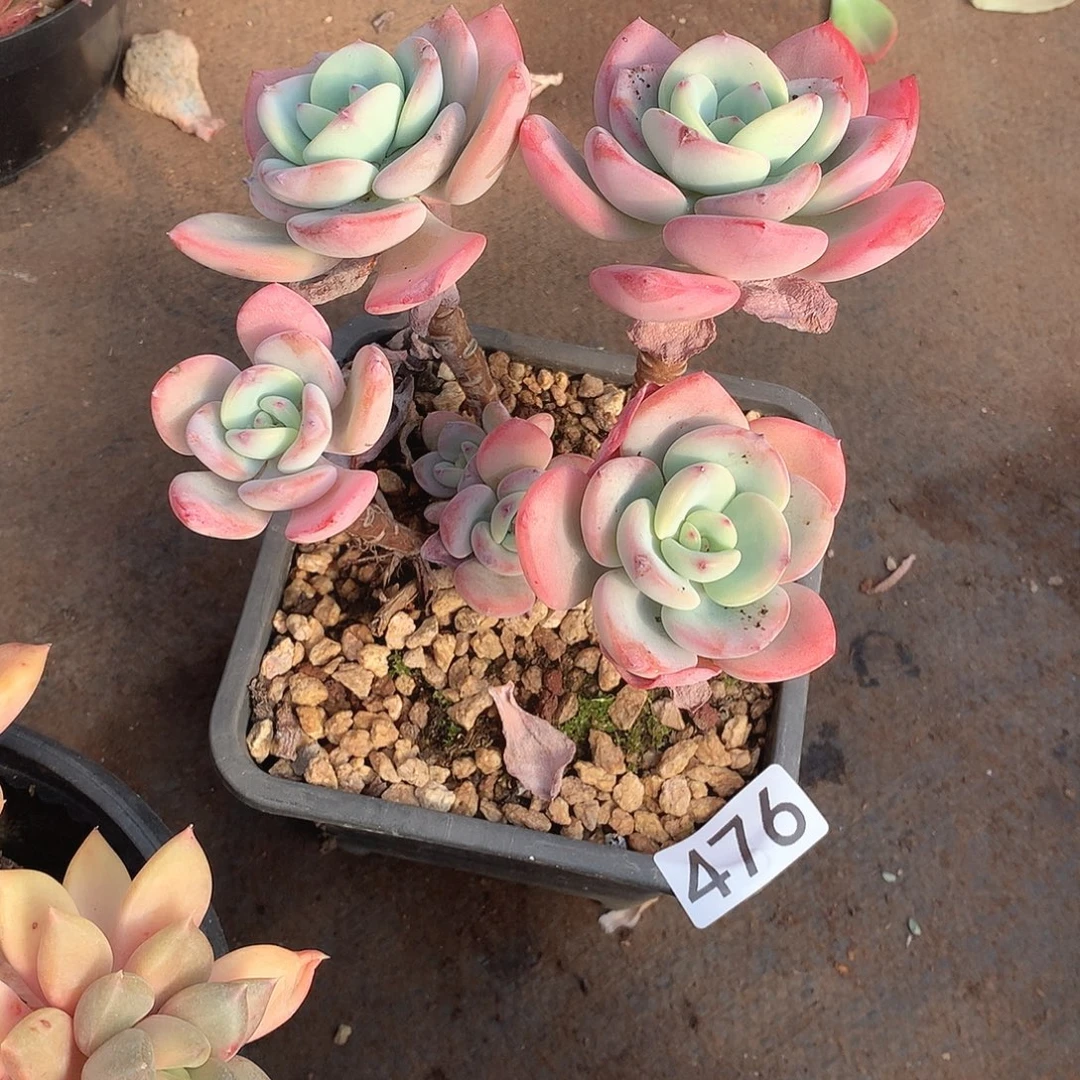 476白月光一物一拍多肉