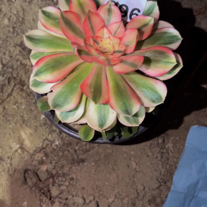 965荔枝多肉植物不售后