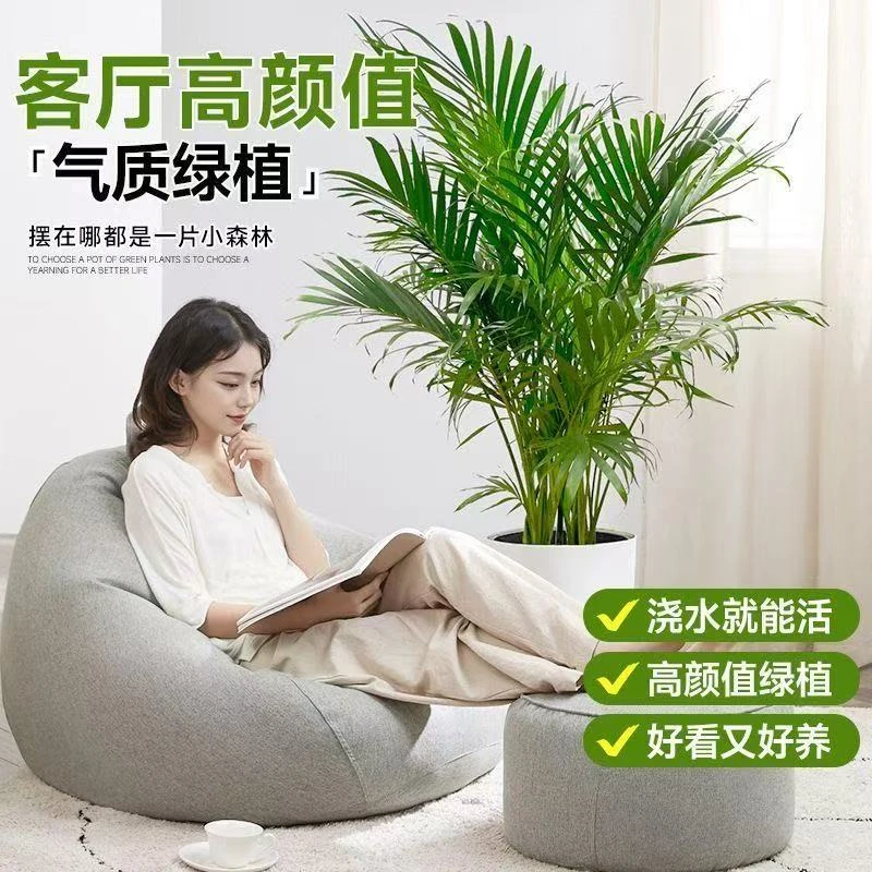 <花季>富贵椰子90-1.2米基地绿植大盆栽室内好养植物盆景椰岛风