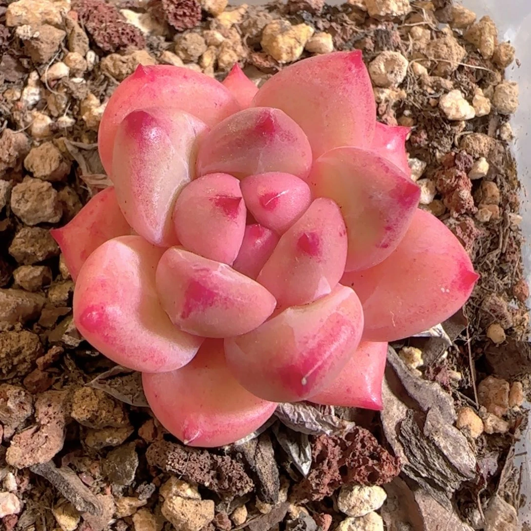 多肉0104-37金鱼姬