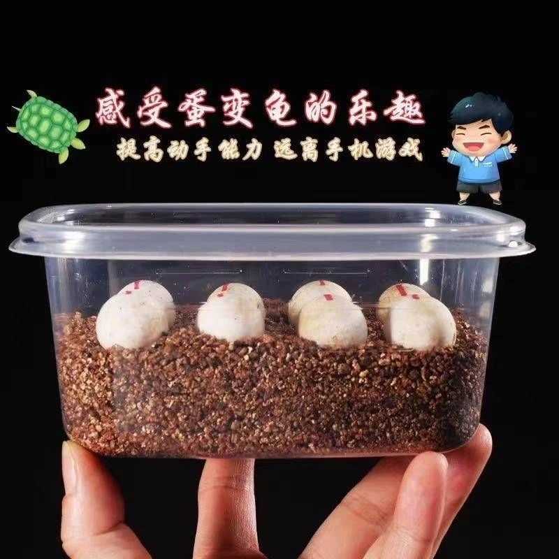 正宗养殖乌龟孵化草龟儿童宠物受精龟蛋生命