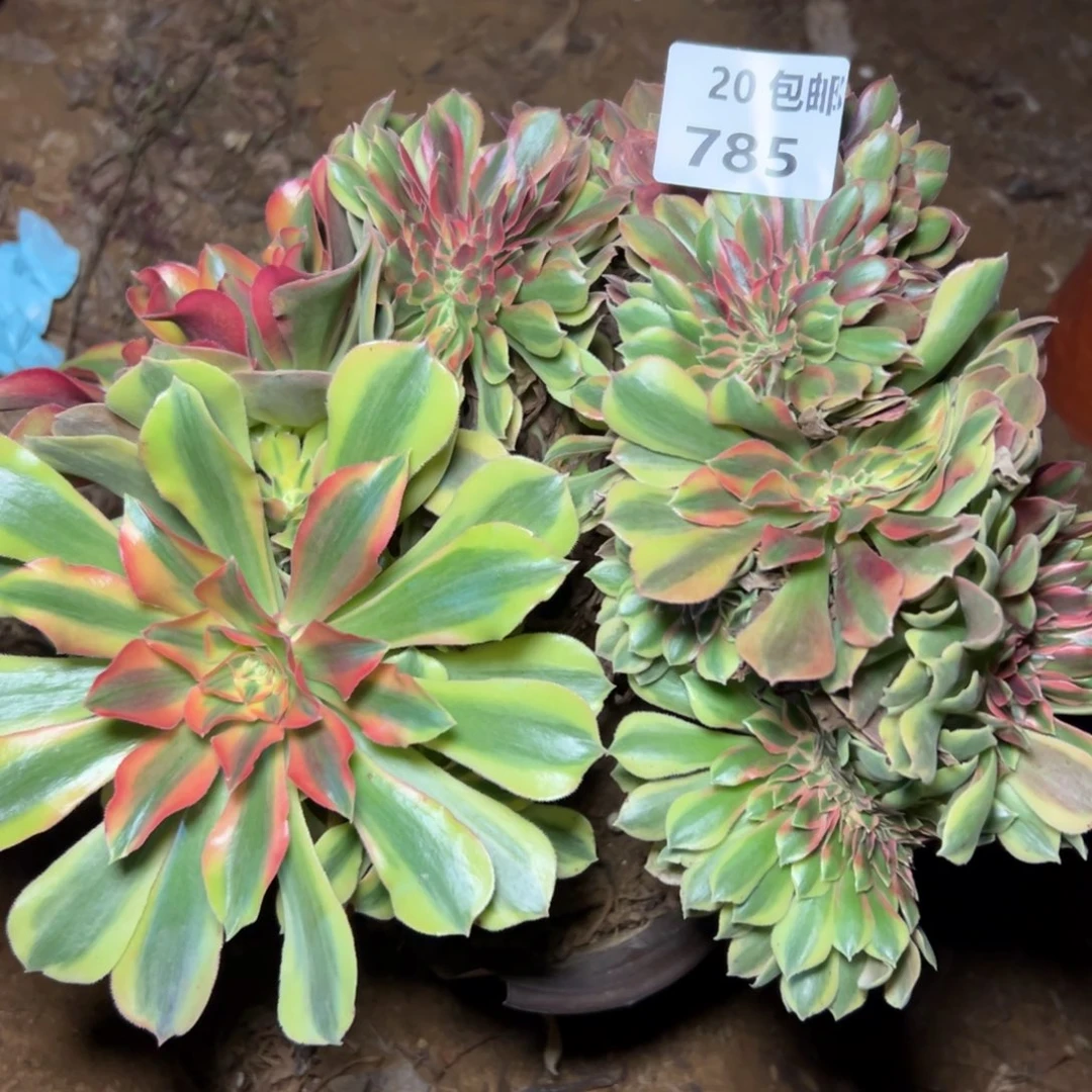 785红秀缀，满20包邮嘟叮熊