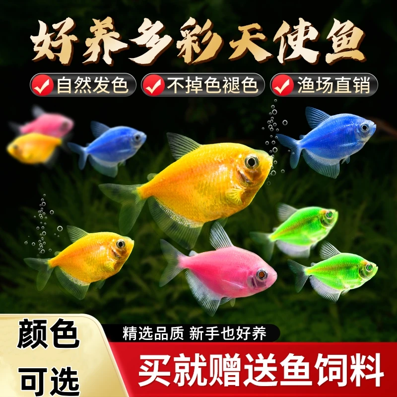 多彩天使鱼五彩天使鱼小型热带观赏鱼淡水鱼混养新手懒人耐养耐活