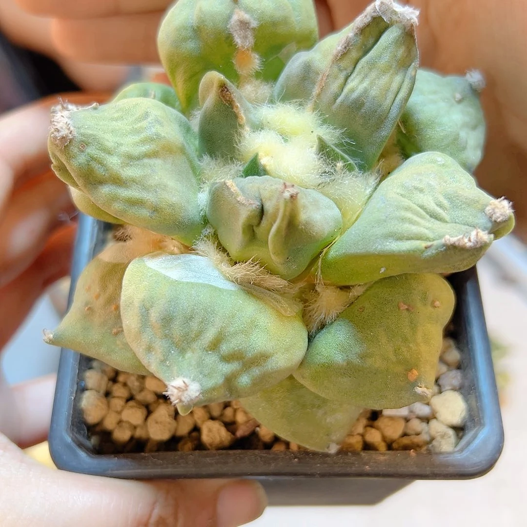 晚12号自根蛋叉带毛缀9公分黄体
