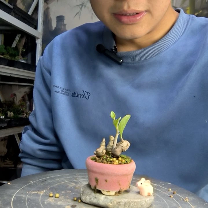 ?*芽中青园艺一物一拍273