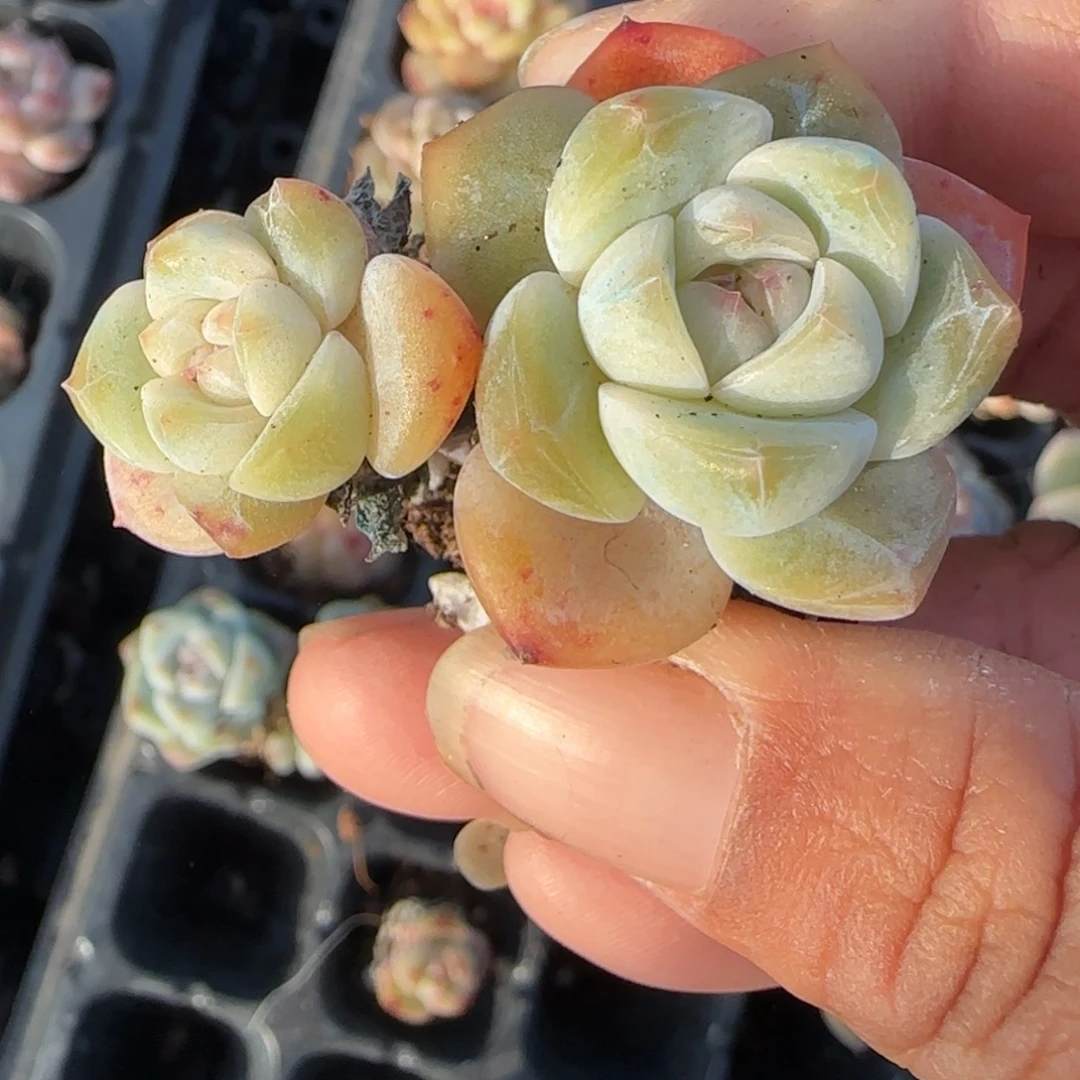 小卡拉米糖心一物一拍