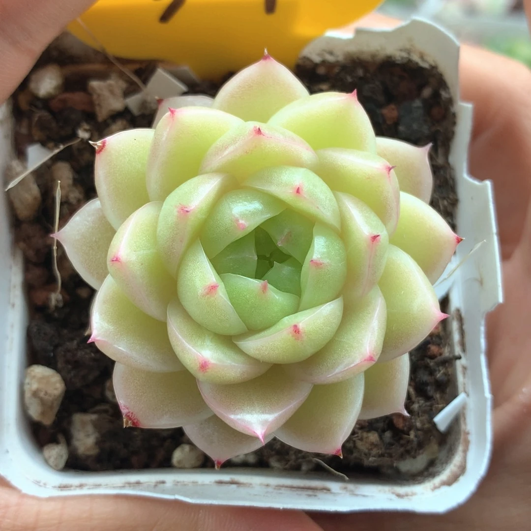 珍妮麦秆单头3009
