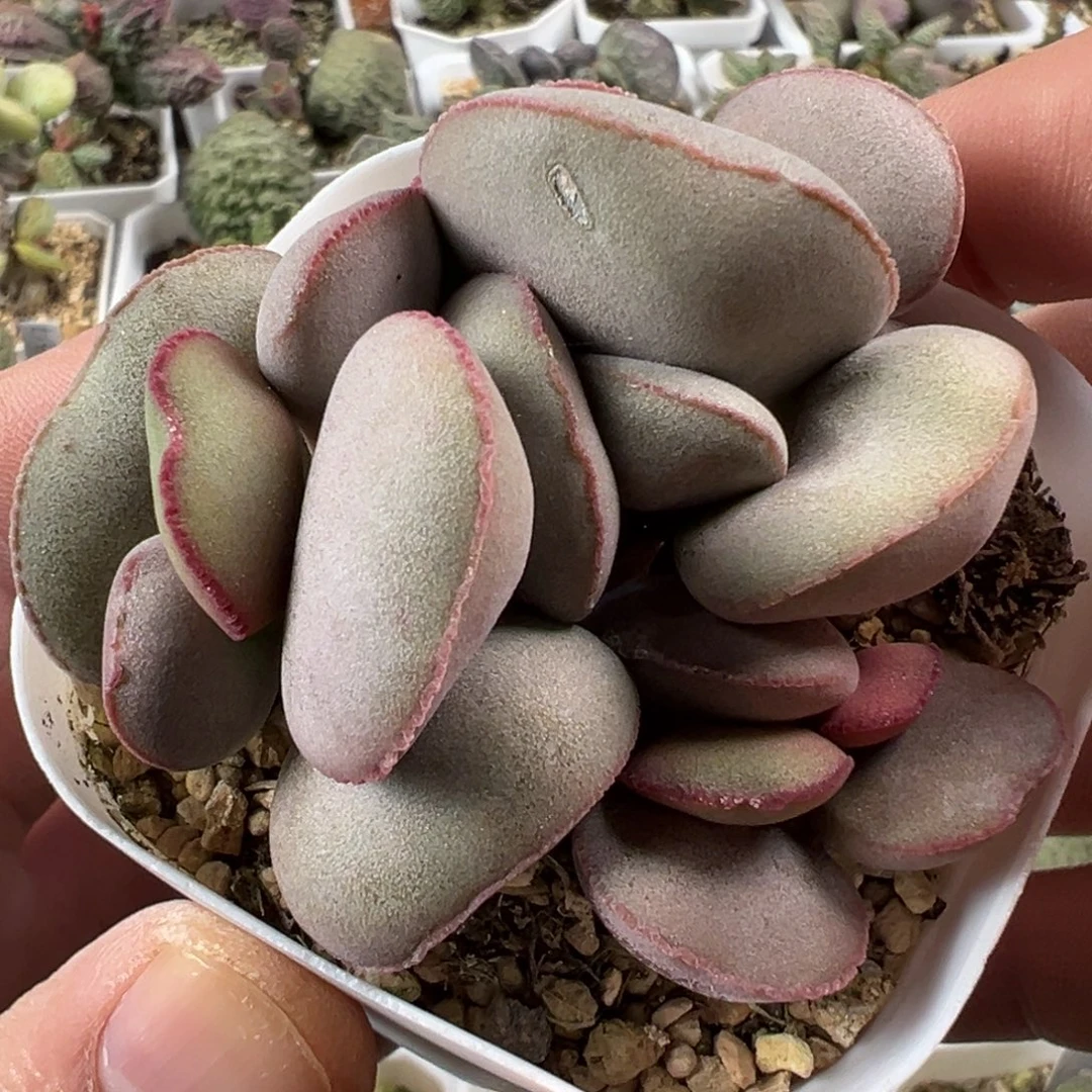 白肌红蛋老桩多肉植物水泡