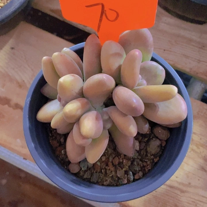 这样做会有很多小