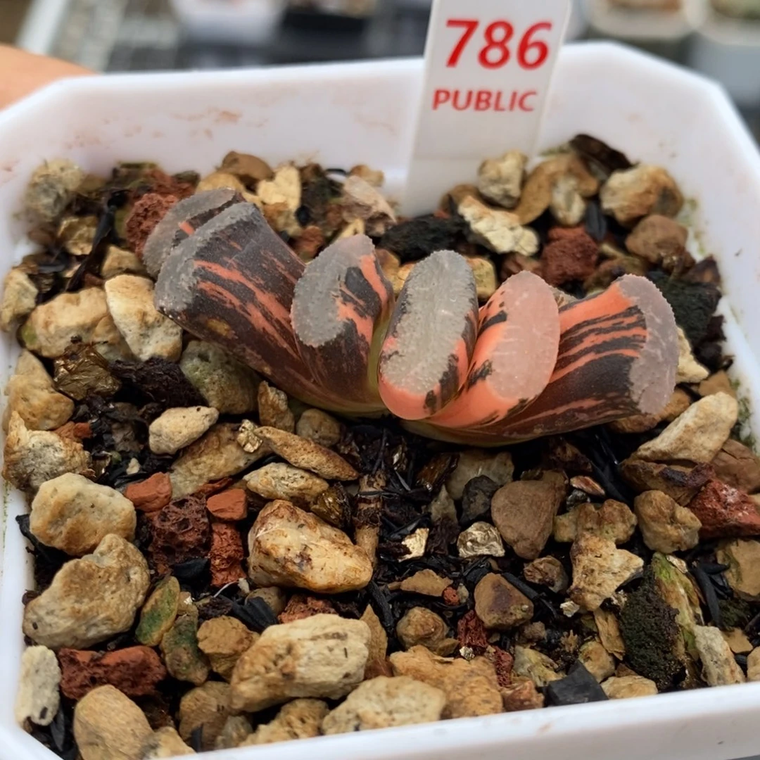 786号浮藻玉扇锦多肉植物