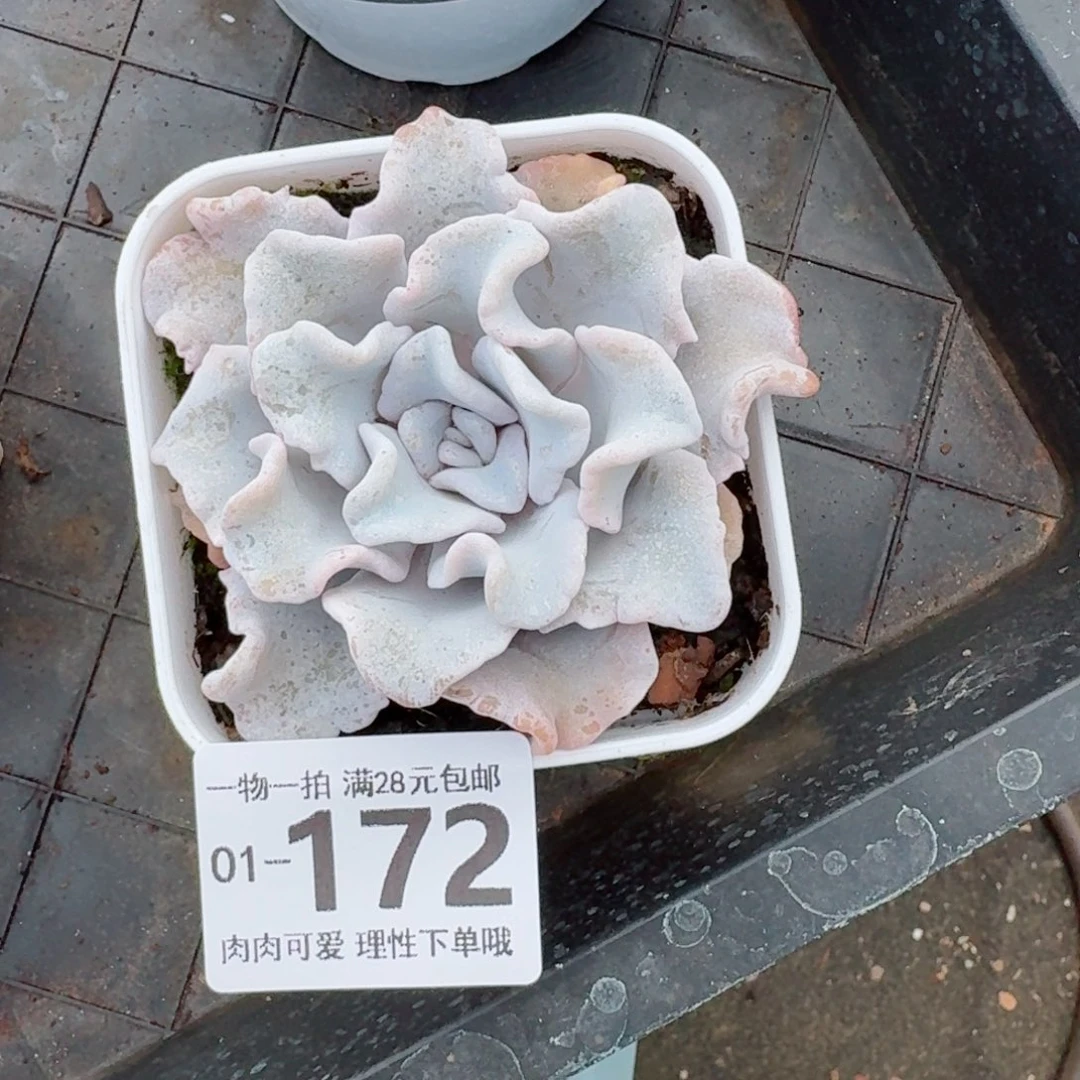 芭蕾舞者多肉无盆土发货无