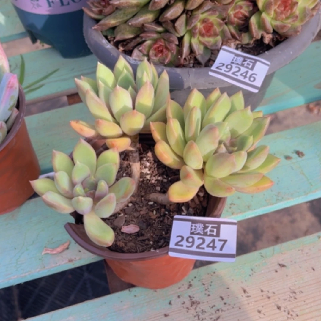 【闪购商品】红象牙29247