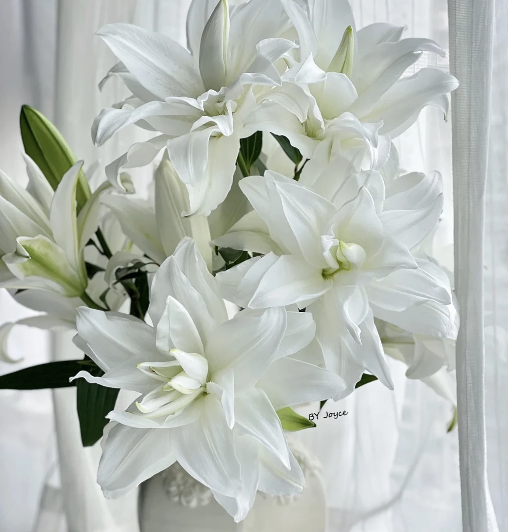 【2头白拉菲重瓣百合】5支 鲜花任意两单包邮