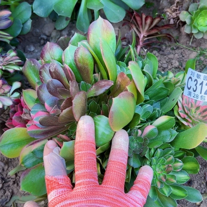 无根流星雨法师有砍3124