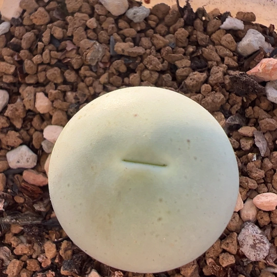199多肉植物百科鸽子蛋