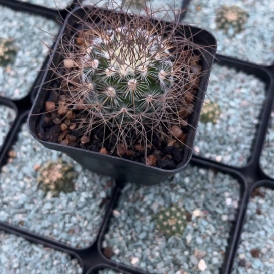 实生多粒丸脱土发