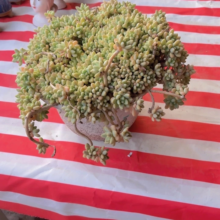 迷***美一物一拍编号152