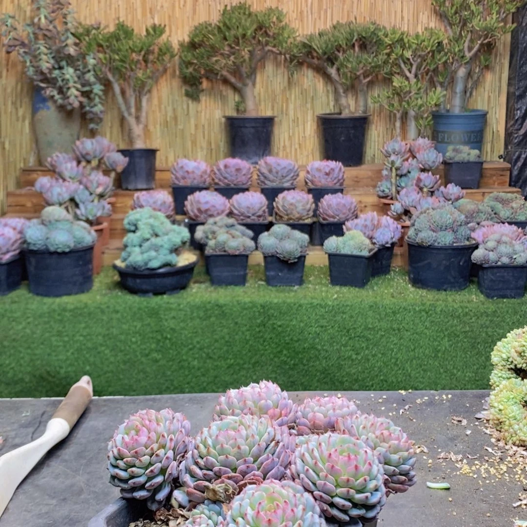 @*佑24 号白胖子缀化多肉