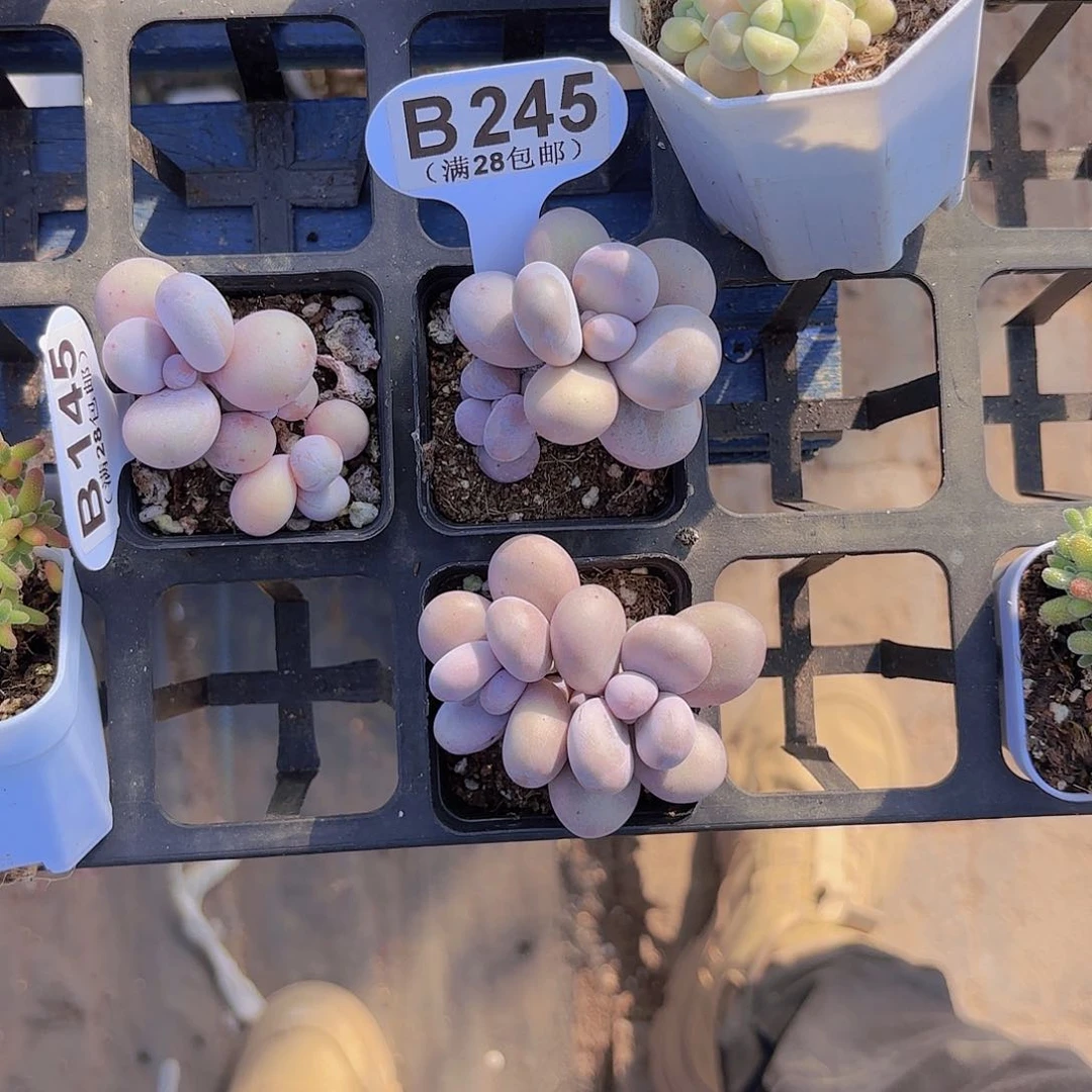 姚*?B245水光针一物一拍