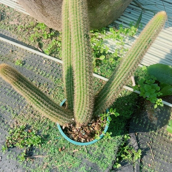 完全开放双色金妞脱土发