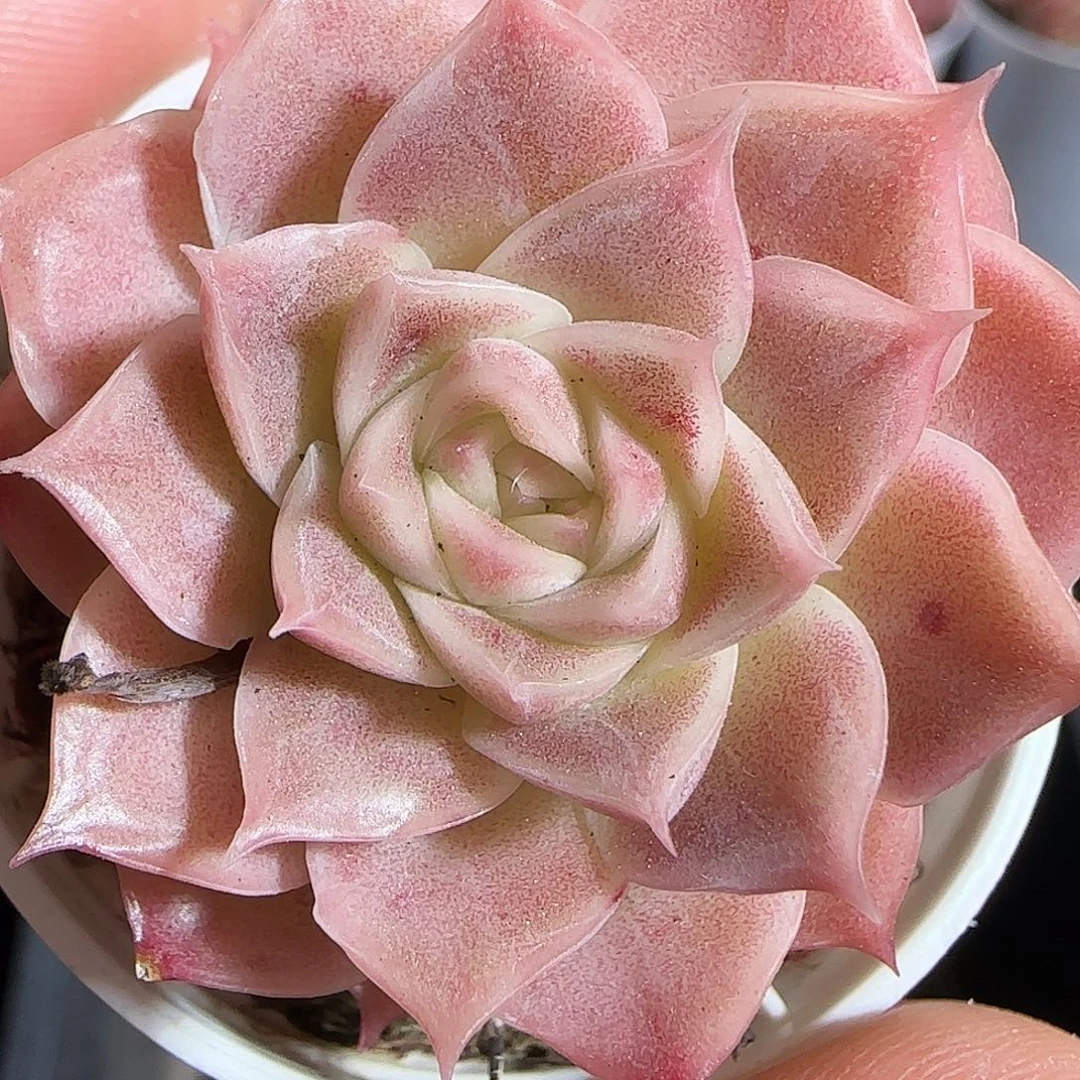 多肉1221-115福利福利