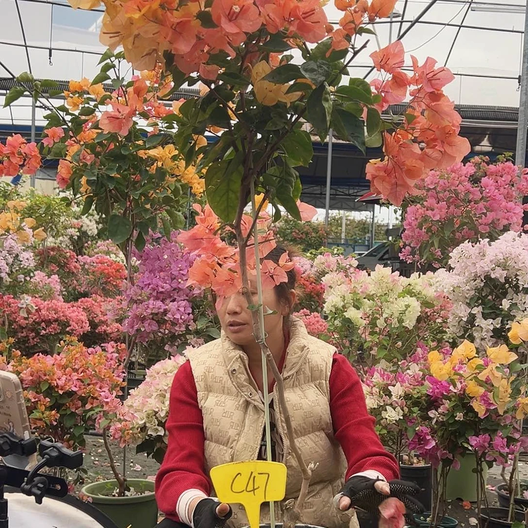 冷***沙大部分花苞少量开放C47阿达纳