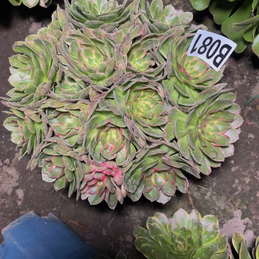 莲花座26//21包邮