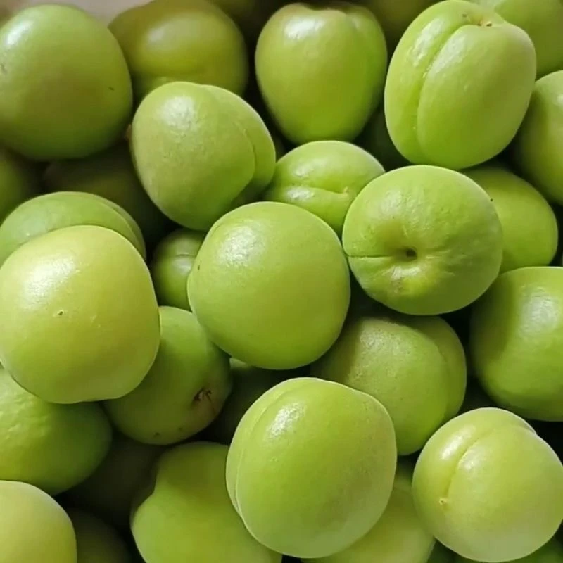 陕西头茬新鲜大青杏孕妇水果农家自种新鲜现摘现发