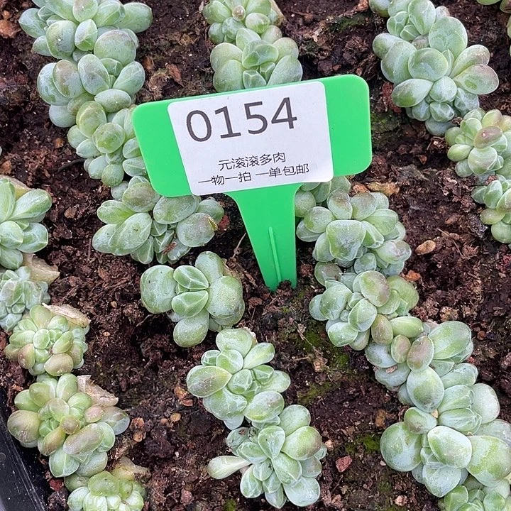 还****?重楼五颗 汤圆奶五颗