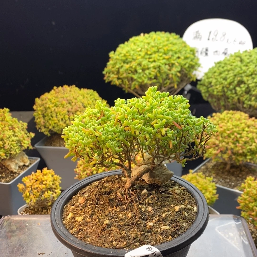 712蜜橘糖球。
