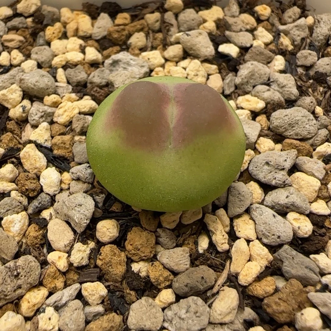 1.8cm五年拉登多肉植物一颗