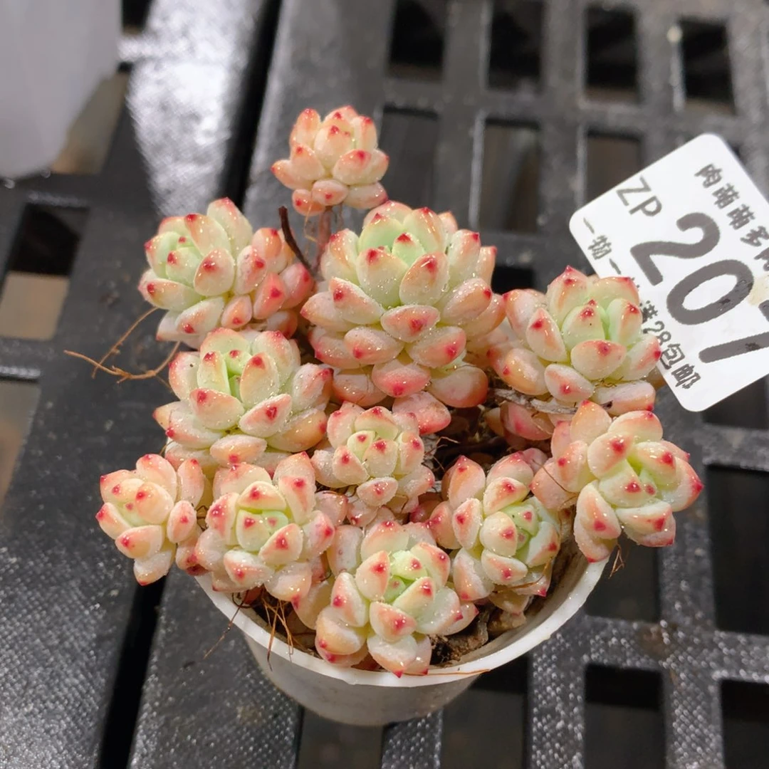 肉萌萌拇指盆精控多肉ZP207