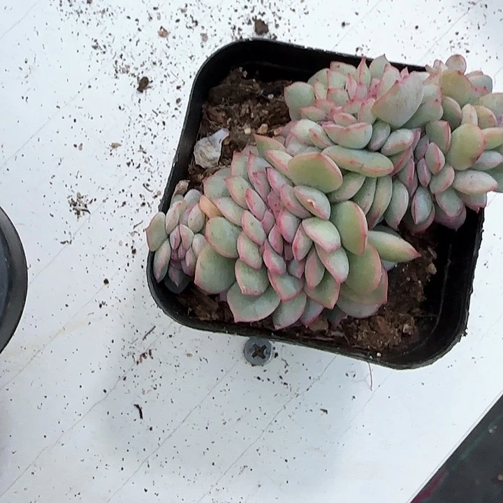 青蛙王子儿童牙膏111