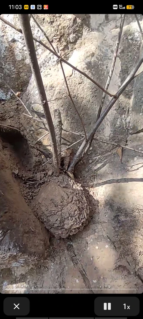 黄金朴榆树等盆景素材