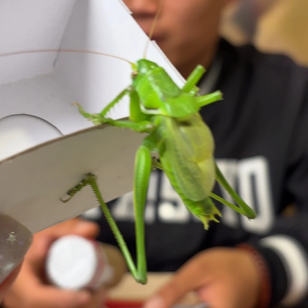 白***光蝈蝈蝈蝈福福价格