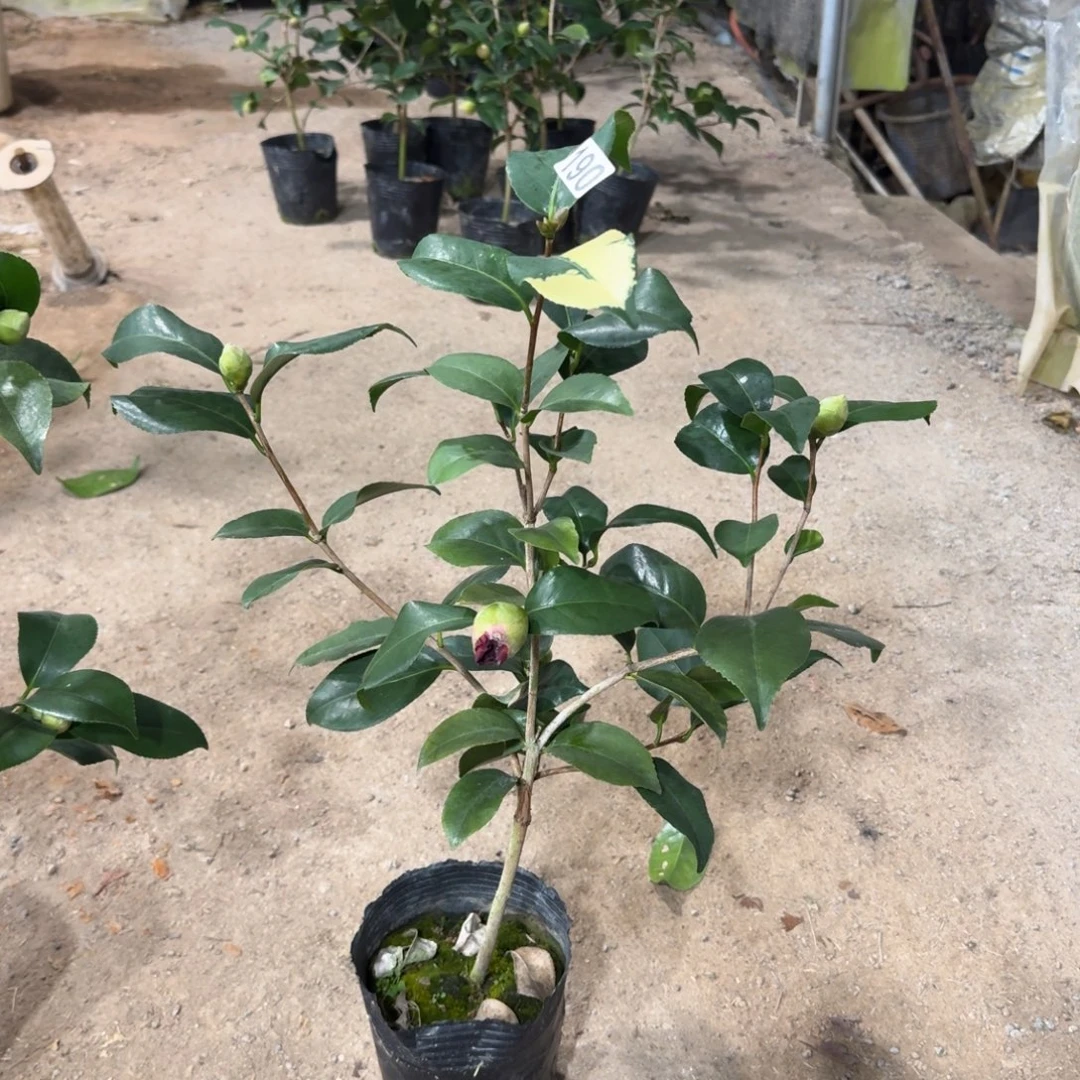 少量花朵（建议范围：2朵-5朵 或40%以下）190云斑