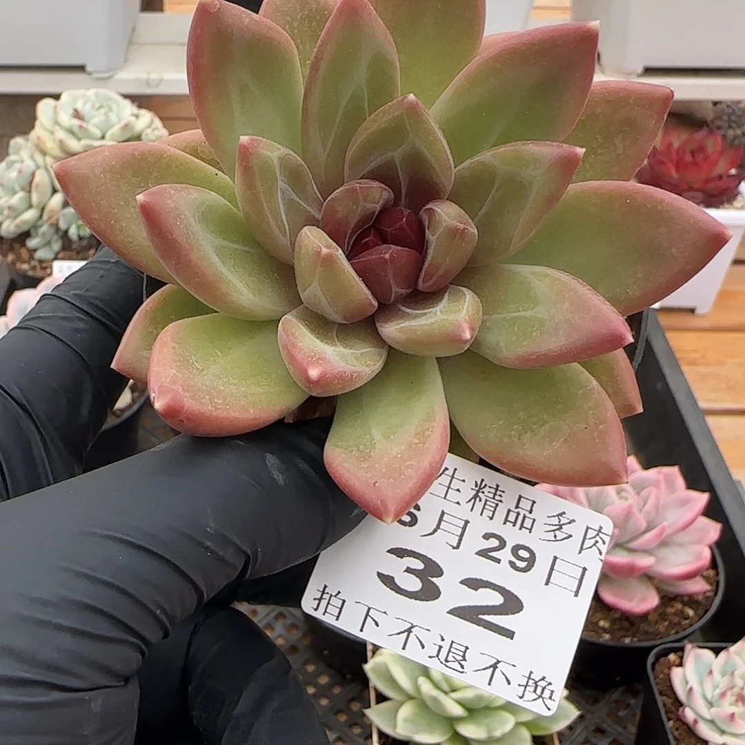 0629-32迷雾泡泡单头