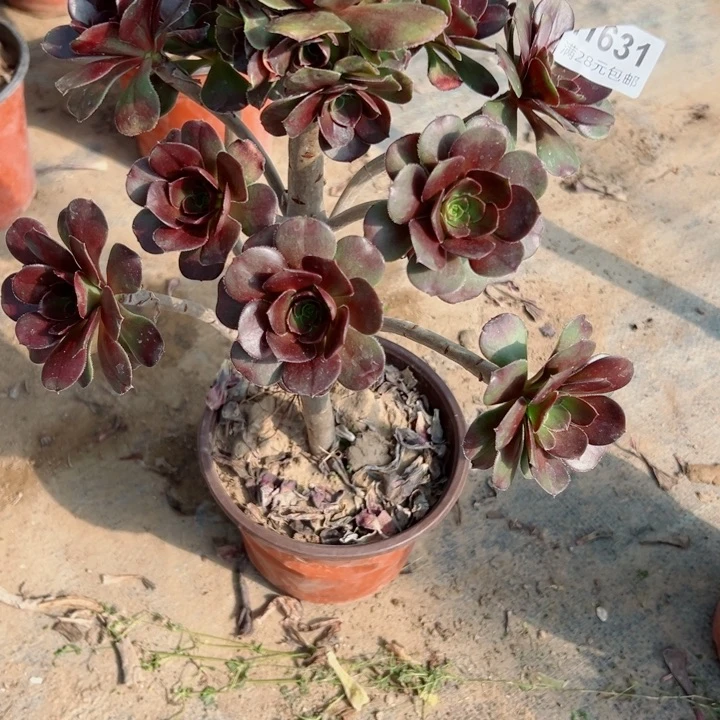 631灰圆叶多肉植物的