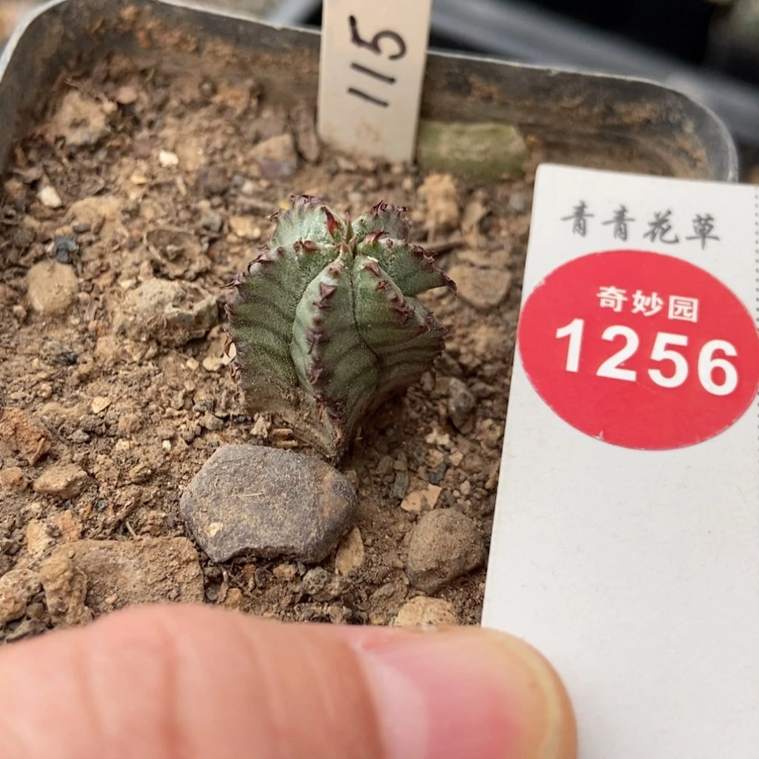 实生斑马魁伟玉一颗仙人球