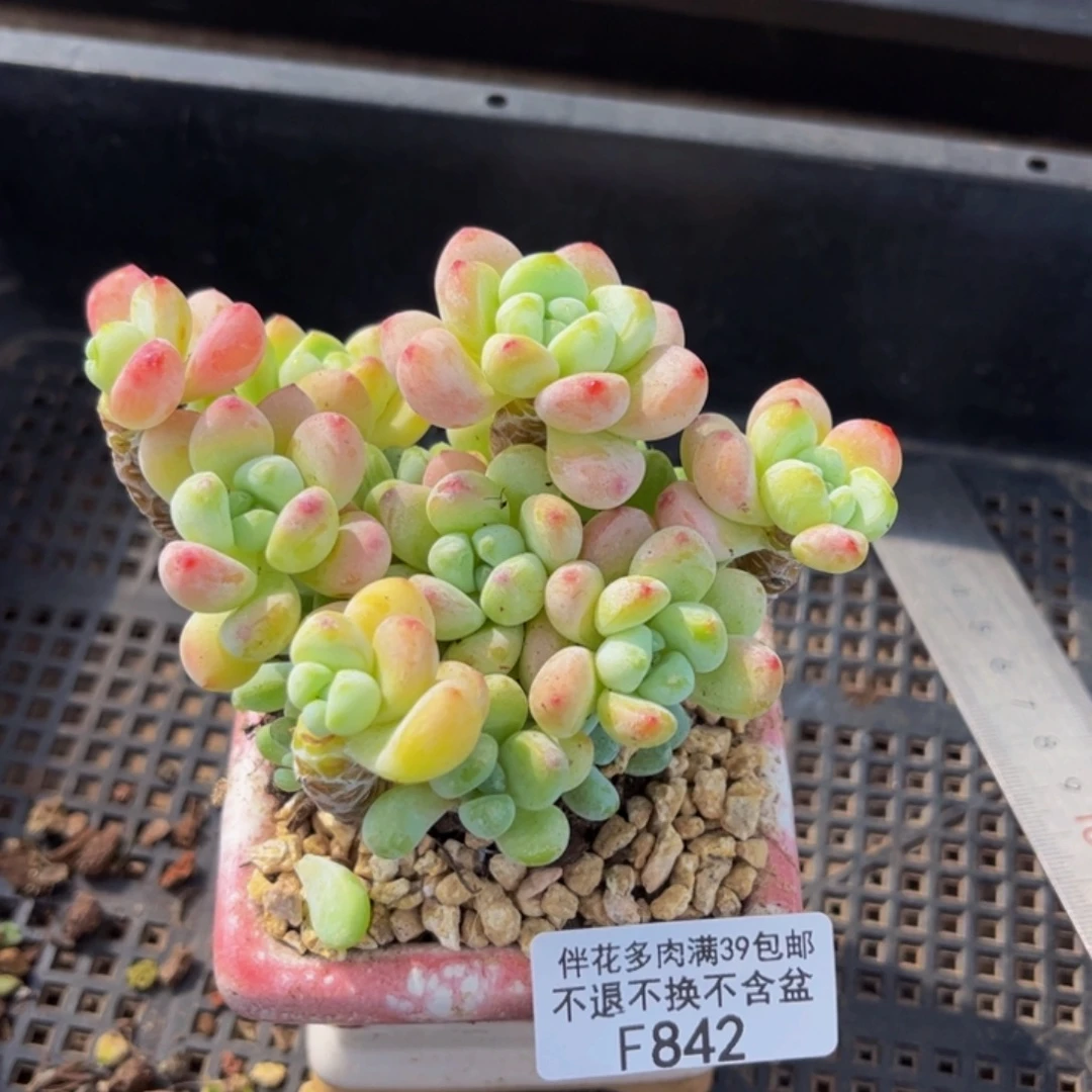 842-白底樱花罗琦多肉7cm