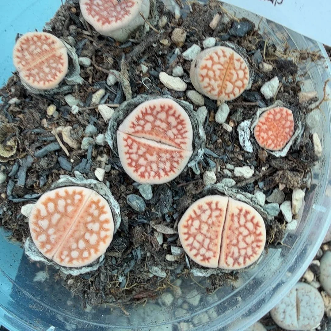 你说吧别管他们什么时间有空228是