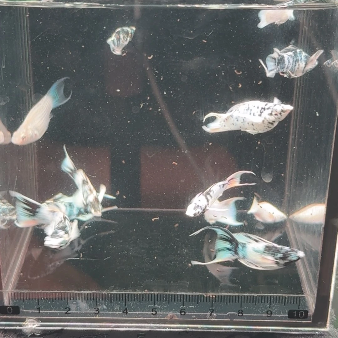 奈****孔雀鱼玛丽鱼12条买10送2