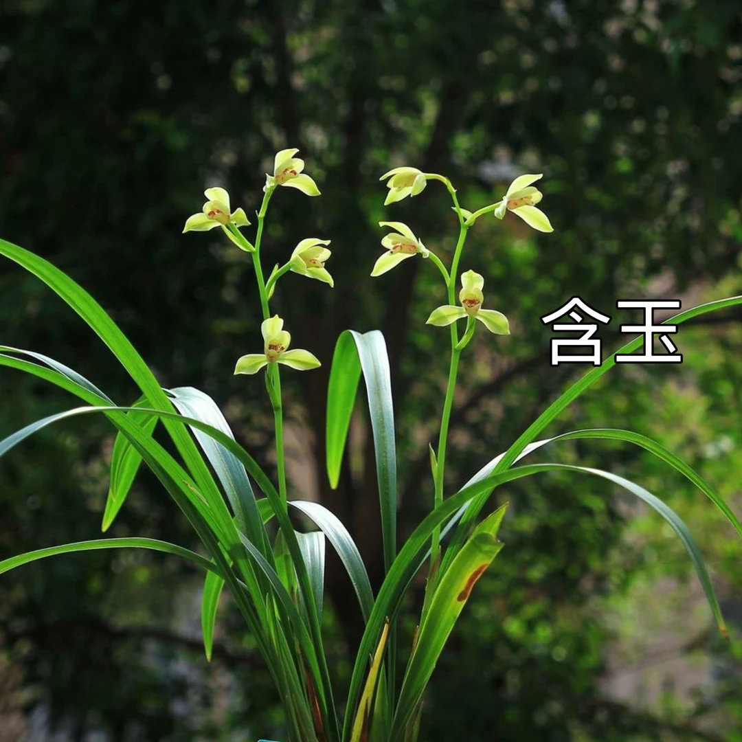 建兰【含玉】四季兰经典品种