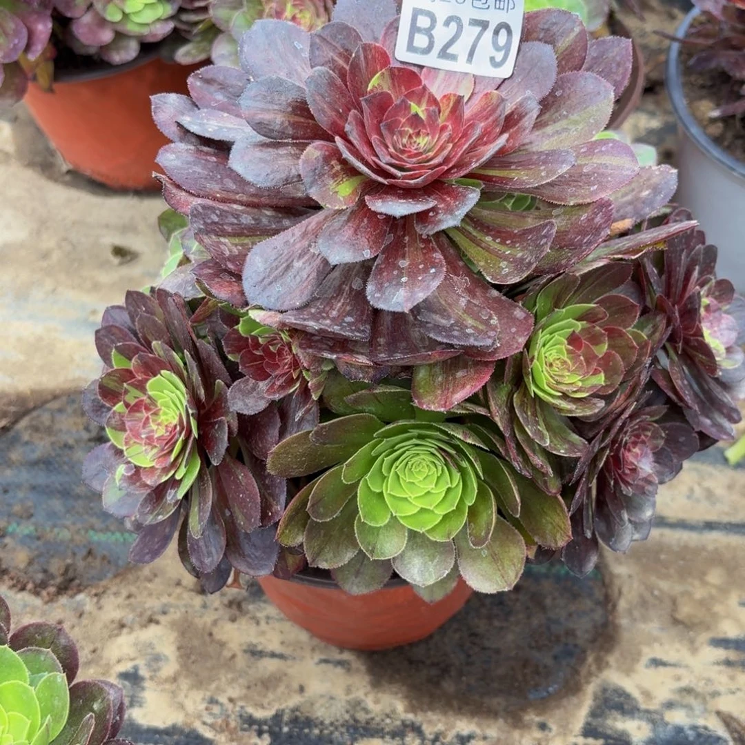 无花朵279多肉植物捧花的
