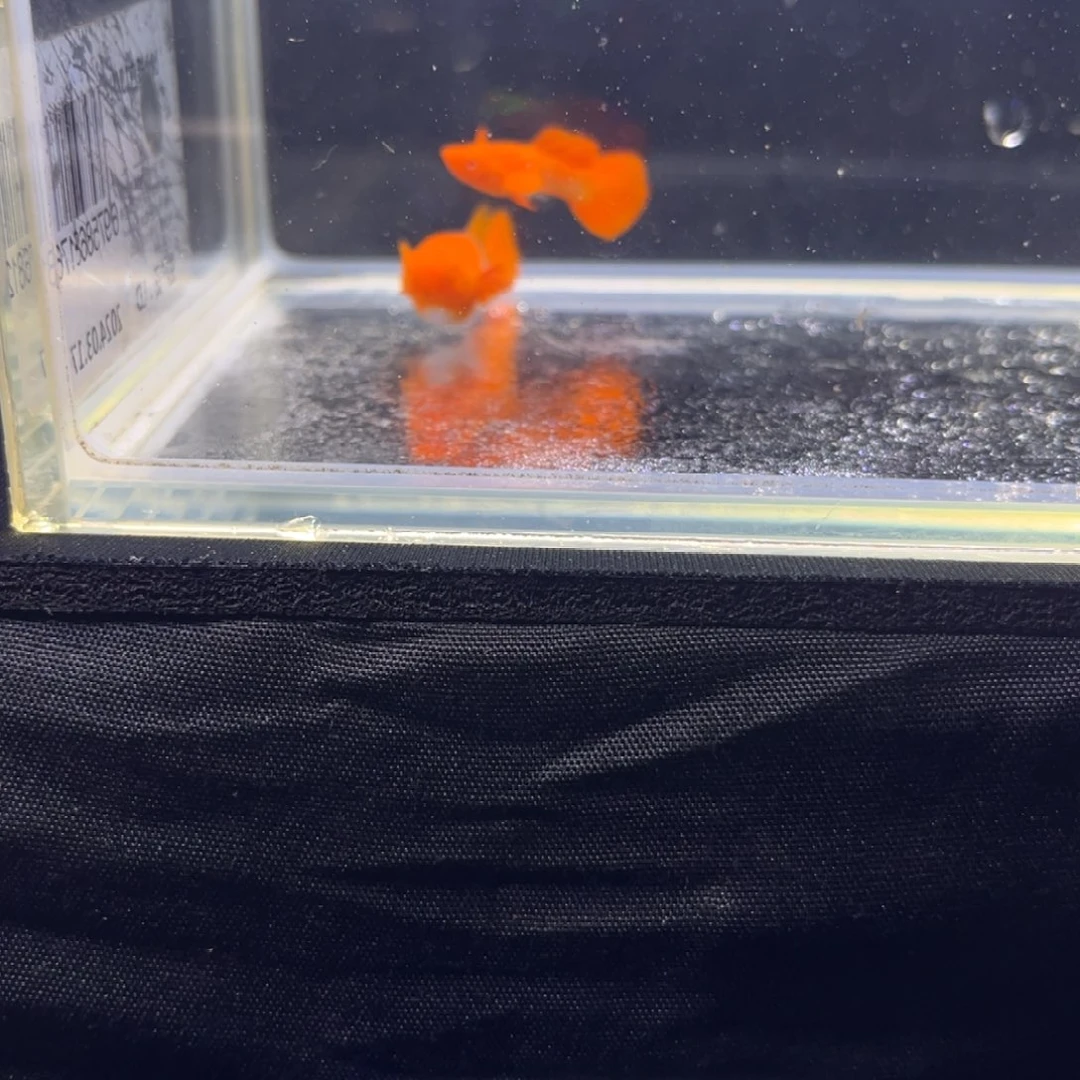 孔雀鱼孔雀鱼孔雀鱼