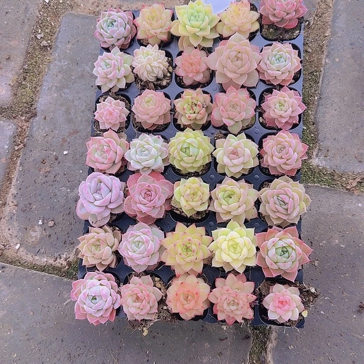 直播一物一拍多肉03