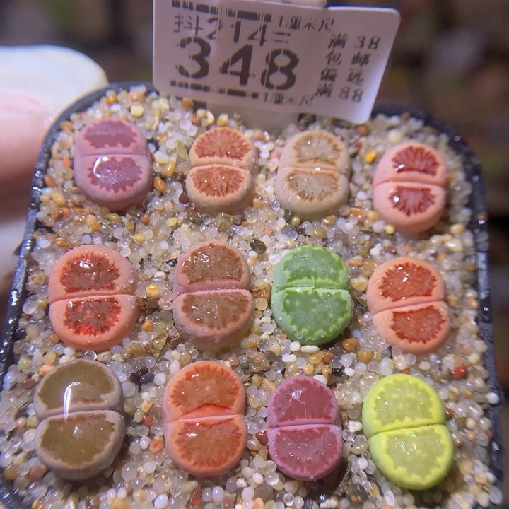 精品生石花214.348