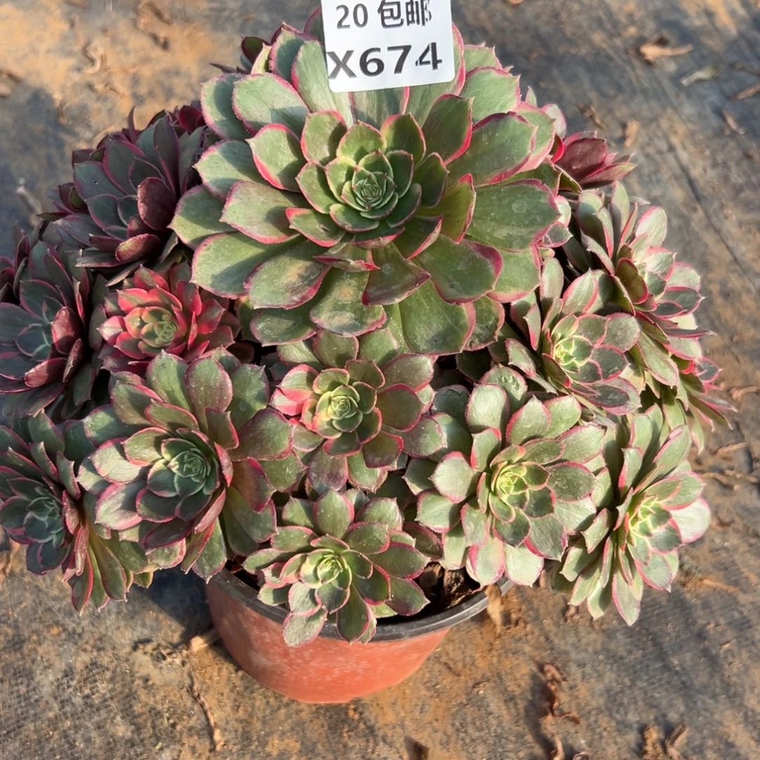 674粉花妖，满20包邮嘟叮