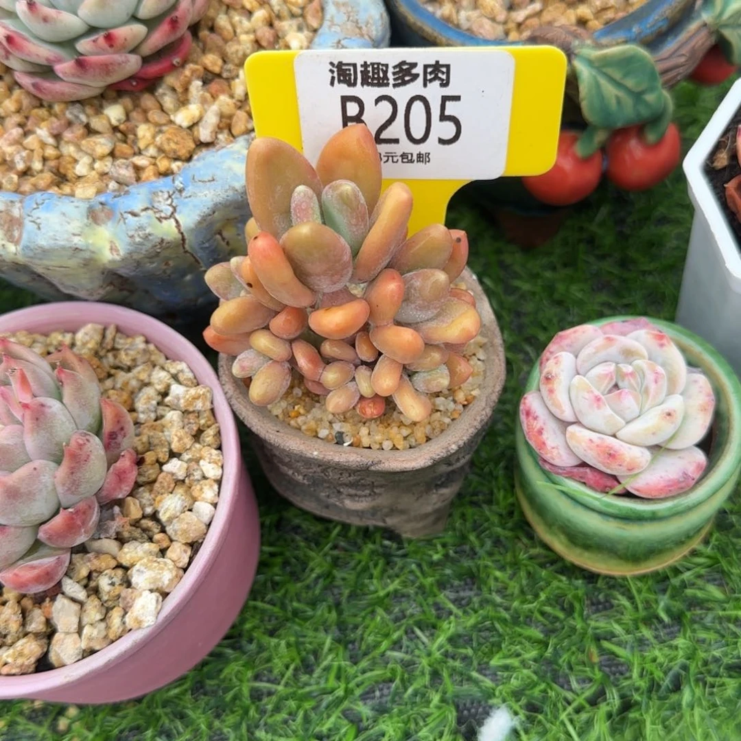 青多肉植物精蟾群生老庄