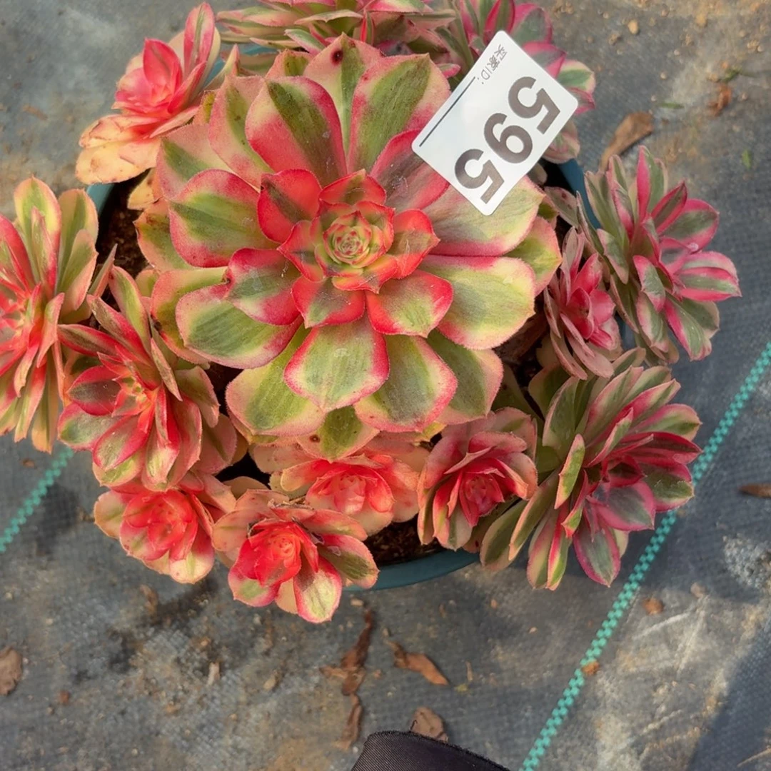 959倾城多肉植物福利